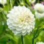 Bouquet Flowering - White Dahlia Box (Dahlia Pinnata) 2x Spring Planting Flower Bulbs| Flower Bulbs for Planting Now UK | Plant Garden Outdoor