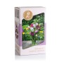 Bouquet Flowering - Purple Dahlia Box (Dahlia Pinnata) 2x Spring Planting Flower Bulbs| Flower Bulbs for Planting Now UK | Plant Garden Outdoor