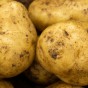 British Queen Seed Potatoes - 2KG