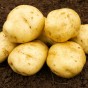 British Queen Seed Potatoes - 2KG
