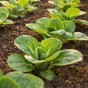 Super Greens & Leafy Harvest Bundle 5 Pack Vegetable Seed Collection (Lettuce Mesclun Mix, Swiss Chard Rainbow Mix, Lettuce Parris Island Cos, Pak Choi White Stem, Kale Black Tuscan)
