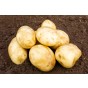 Caledonian Pearl Seed Potatoes - 10 tuber pack By Jamieson Brothers