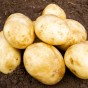 Caledonian Pearl Seed Potatoes - 10 tuber pack by Jamieson Brothers