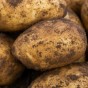 Caledonian Pearl Seed Potatoes - 20KG