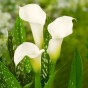 Patio City Garden Pot Calla (Zantedeschia Spp.) 5x Spring Planting Flower Bulbs| Flower Bulbs for Planting Now UK | Plant Garden Outdoor | Patio Pot for Planting Flowers