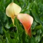 Patio City Garden Pot Calla (Zantedeschia Spp.) 5x Spring Planting Flower Bulbs| Flower Bulbs for Planting Now UK | Plant Garden Outdoor | Patio Pot for Planting Flowers