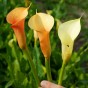 Patio City Garden Pot Calla (Zantedeschia Spp.) 5x Spring Planting Flower Bulbs| Flower Bulbs for Planting Now UK | Plant Garden Outdoor | Patio Pot for Planting Flowers