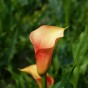 Patio City Garden Pot Calla (Zantedeschia Spp.) 5x Spring Planting Flower Bulbs| Flower Bulbs for Planting Now UK | Plant Garden Outdoor | Patio Pot for Planting Flowers