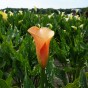 Patio City Garden Pot Calla (Zantedeschia Spp.) 5x Spring Planting Flower Bulbs| Flower Bulbs for Planting Now UK | Plant Garden Outdoor | Patio Pot for Planting Flowers