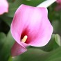 Calla Lily Grape Velvet (Zantedeschia Spp.) 2x Spring Planting Flower Bulbs| Flower Bulbs for Planting Now UK | Plant Garden Outdoor | Jamieson Brothers