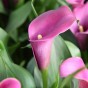 Patio City Garden Pot Calla (Zantedeschia Spp.) 5x Spring Planting Flower Bulbs| Flower Bulbs for Planting Now UK | Plant Garden Outdoor | Patio Pot for Planting Flowers