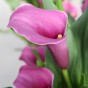 Patio City Garden Pot Calla (Zantedeschia Spp.) 5x Spring Planting Flower Bulbs| Flower Bulbs for Planting Now UK | Plant Garden Outdoor | Patio Pot for Planting Flowers