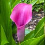 Calla Lily Grape Velvet (Zantedeschia Spp.) 2x Spring Planting Flower Bulbs| Flower Bulbs for Planting Now UK | Plant Garden Outdoor | Jamieson Brothers