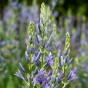 Camassia Quamash 20 Bulbs Ready for Planting Now in UK Autumn Outdoor Gardens