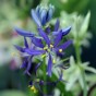 Camassia Quamash 20 Bulbs Ready for Planting Now in UK Autumn Outdoor Gardens