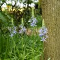 Camassia Quamash 20 Bulbs Ready for Planting Now in UK Autumn Outdoor Gardens