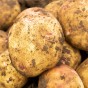Cara Seed Potatoes - 20KG