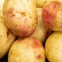6kg Seed Potato Bundle (Charlotte, Cara & Red Duke of York) Easy to Grow & High Yielding Varieties Perfect for All Uses