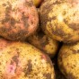 Carolus Seed Potatoes - 20KG