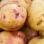 Carolus Seed Potatoes