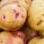 Carolus Seed Potatoes - 20KG
