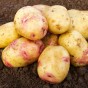 Carolus Seed Potatoes