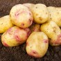 Carolus Seed Potatoes - 20KG