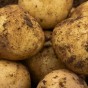 Casablanca Seed Potatoes