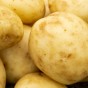 Casablanca Seed Potatoes - 2KG