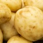Casablanca Seed Potatoes - 20KG