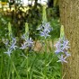 Camassia Quamash 20 Bulbs Ready for Planting Now in UK Autumn Outdoor Gardens