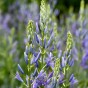 Camassia Quamash 20 Bulbs Ready for Planting Now in UK Autumn Outdoor Gardens