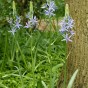 Camassia Quamash 20 Bulbs Ready for Planting Now in UK Autumn Outdoor Gardens