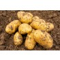 Charlotte Seed Potatoes