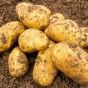 Charlotte 2Kg Seed Potatoes (Approx. 20-25 tubers) Jamieson Brothers® 