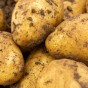 Charlotte 2Kg Seed Potatoes (Approx. 20-25 tubers) Jamieson Brothers® 