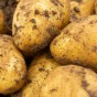 Charlotte 2kg Summer Planting Seed Potatoes (Approx. 22 tubers) By Jamieson Brothers
