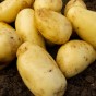 Charlotte 2kg Summer Planting Seed Potatoes (Approx. 22 tubers) By Jamieson Brothers