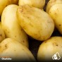 6kg Seed Potato Bundle (Charlotte, Maris Piper & Red Duke of York) Easy to Grow & High Yielding Varieties Perfect for All Uses