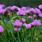 Chives Herb Seeds (Approx. 135 seeds) by Jamieson Brothers®