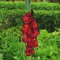 Gladiolus Chocolate (Gladiolus Hortulanus) 15x Spring Planting Flower Bulbs| Flower Bulbs for Planting Now UK | Plant Garden Outdoor | Jamieson Brothers