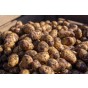 How to grow Seed Potatoes from a Planter Grow Bag