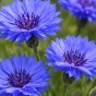 Cornflower Blue (Centaurea cyanus) – 1g Classic Cottage Garden Flower Seeds