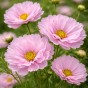 Cosmos Cupcakes Blush – 1g Unique Petal Cosmos Flower Seeds