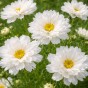 Cosmos Double Click Snowpuff – 1g Double White Cosmos Seeds