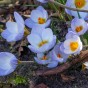 Crocus Botanical Blue Marlin 25 Bulbs Ready for Planting Now in UK Autumn Outdoor Gardens