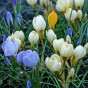 Crocus Botanical Mixed 35 Bulbs Ready for Planting Now in UK Autumn Outdoor Gardens