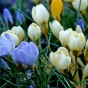 Crocus Botanical Mixed 35 Bulbs Ready for Planting Now in UK Autumn Outdoor Gardens