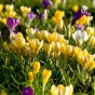 Crocus Botanical Mixed 35 Bulbs Ready for Planting Now in UK Autumn Outdoor Gardens