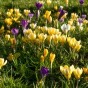Crocus Botanical Mixed 35 Bulbs Ready for Planting Now in UK Autumn Outdoor Gardens